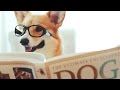 Corgi Realtor - 44 Sanchez