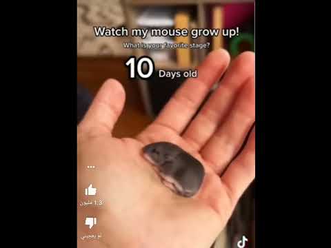 مراحل نمو الفأر   