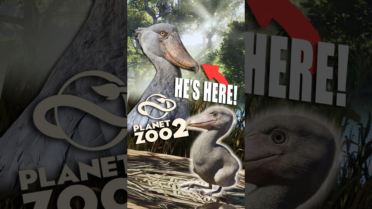 THE SHOEBILL HAS ARRIVED IN PLANET ZOO 2! 🪶 #planetzoo #news #newgame