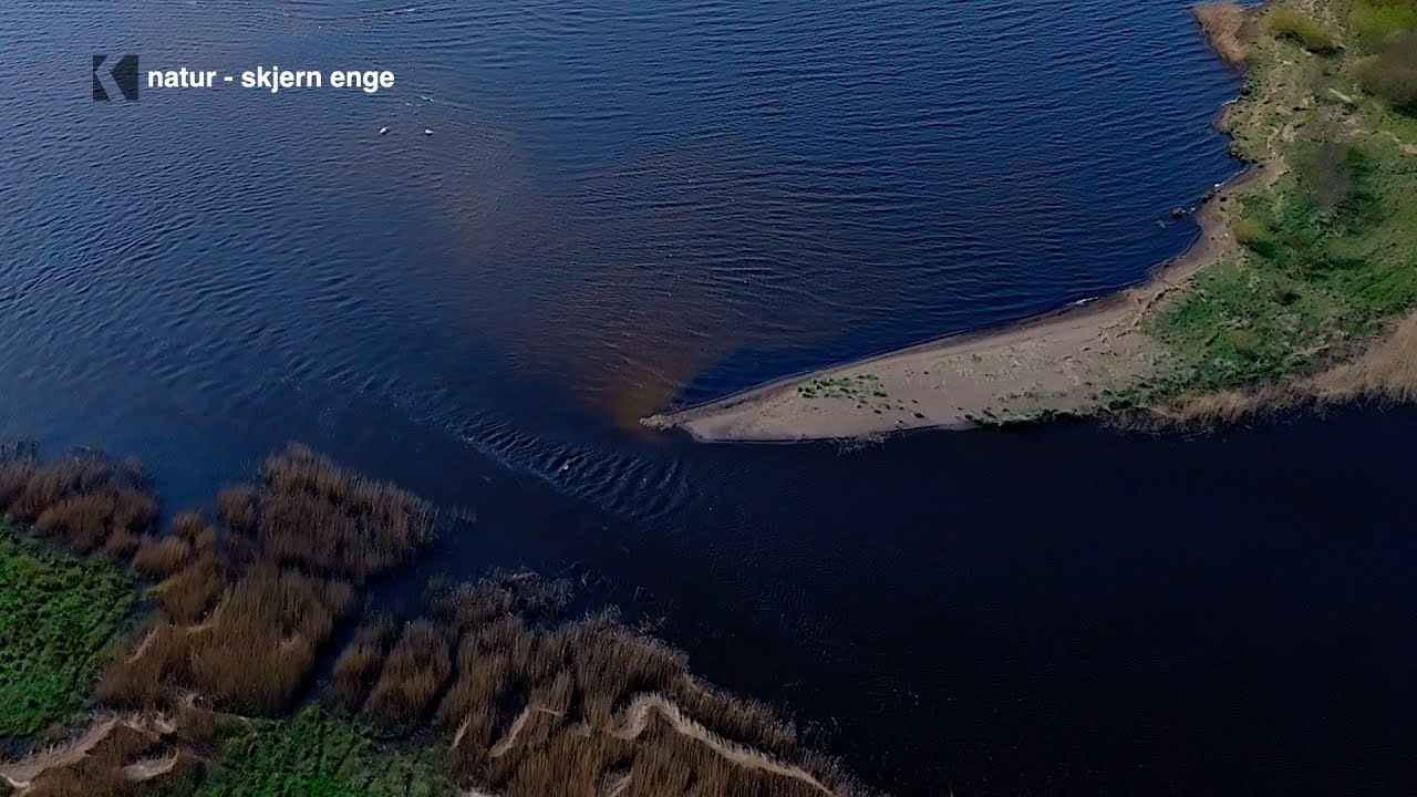 Naturens Balance: Skjern Ås Betydning for Ringkøbing Fjord