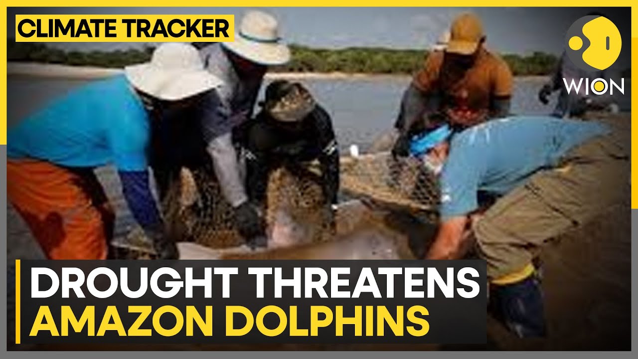 Climate change & drought threaten species | WION Climate Tracker | WION ...