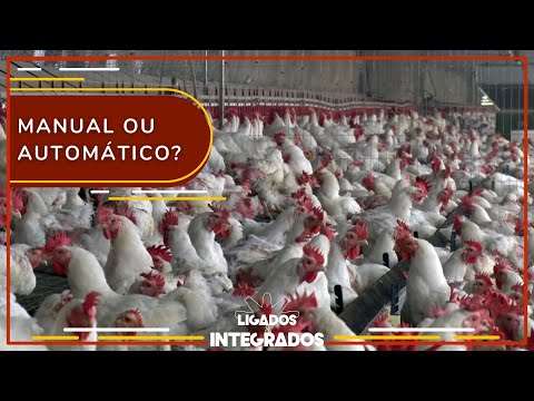 Pesquisa indica melhor ninho para as matrizes na granja de produção | Ligados&Integrados - 19/10/23