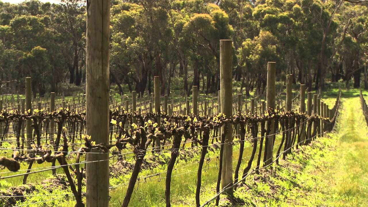 Discover wines, wineries and vineyards in the Mornington Peninsula