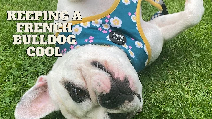 Cooling jacket for French bulldog dog on hot day