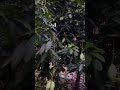 Mango &amp; Summer ❤️#summer #mango #nature #naturelovers #garden #organic #shorts #trending #viralvideo