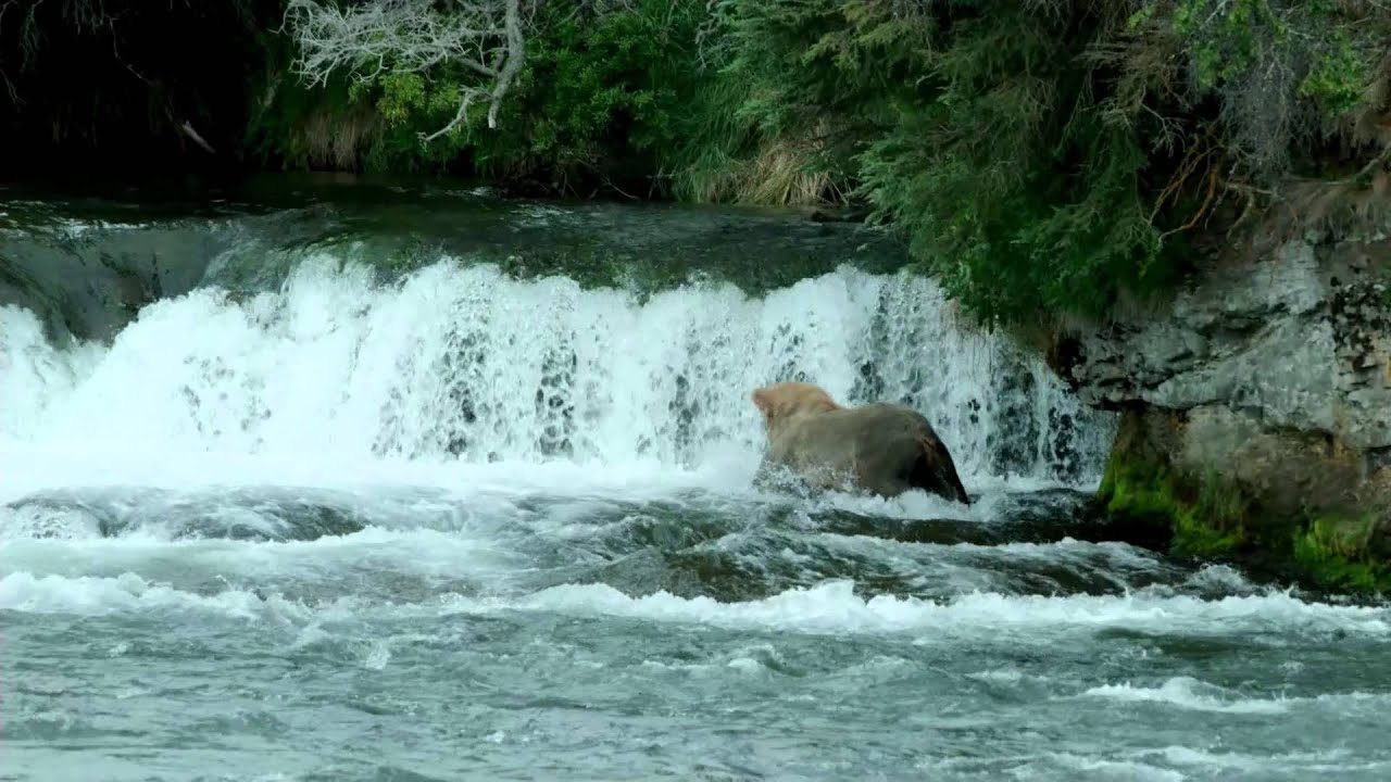 サケを獲るクマをどうやって撮影したのか Youtube