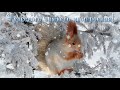 ДОБРОГО ЗИМНЕГО ДНЯ!#музыкальная видео открытка#   komur