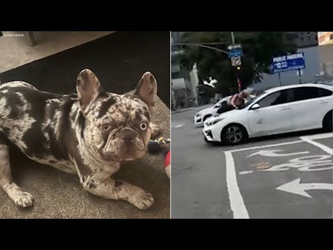 Woman clings to speeding car after French bulldog stolen in DTLA