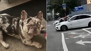 Woman clings to speeding car after French bulldog stolen in DTLA