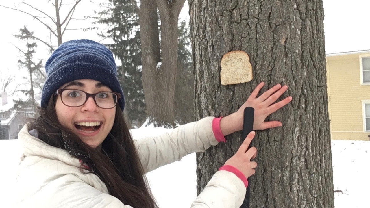 I Stapled Myself To A Tree To Scientifically Test Whether I Am Bread ...