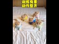 Too Cute ASMR Baby Kittens 😺😺😺