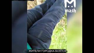 видео Настоящее нашествие