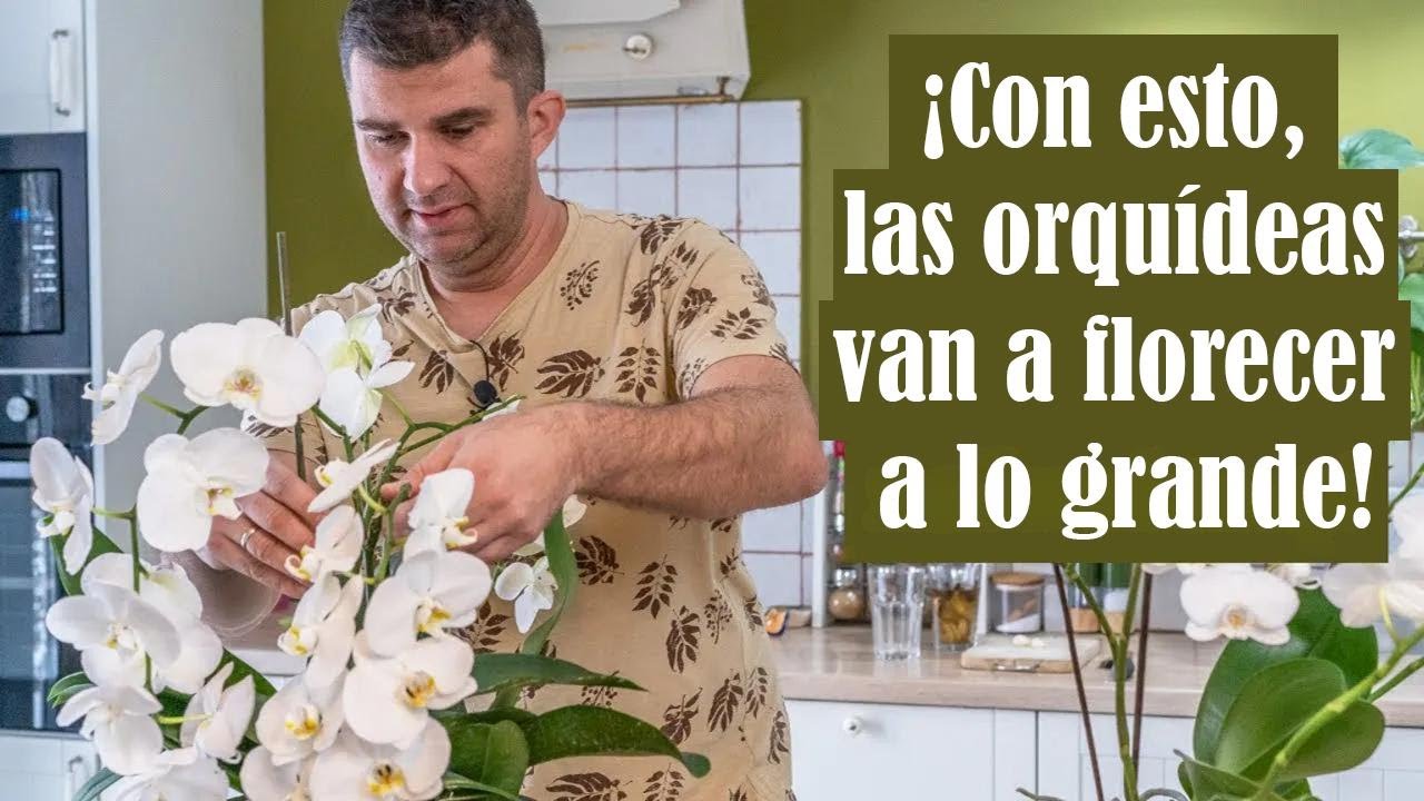 Secretos para orquídeas enormes: cuídalas y mira cómo florecen sin parar