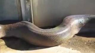 BIGGEST SNAKE EVER CAUGHT  ON CAMERA 40 FT!!!!!!!