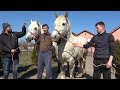 Caii lui Alin Blaga de la Corod, Satu Mare - 2022 Nou!!!