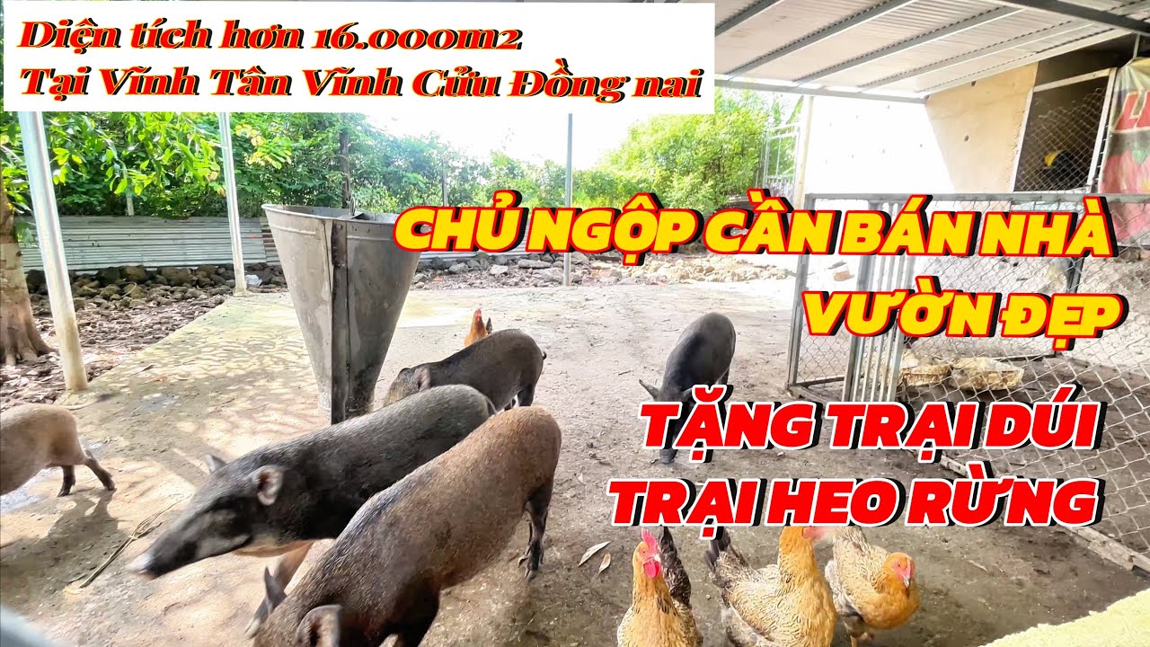 Bán nhà vườn, ao cá. Tặng trại heo rừng, trại dúi. Giá còn thương lượng mạnh. 