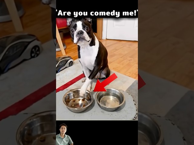 Dog's Reaction to a 1-Kibble Diet! 😂 #dog #funny #7x7 #funnydogs