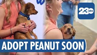 Wag Wednesday: Meet Peanut from Lucky's Crew Animal Rescue!