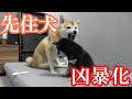 【柴犬姉妹】黒柴パピーもビックリ！先住犬の赤柴子犬が凶暴化！？