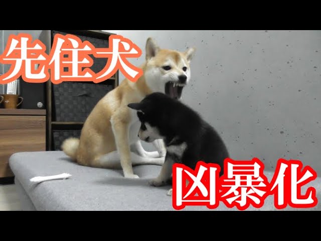 柴犬姉妹 黒柴パピーもビックリ 先住犬の赤柴子犬が凶暴化 Youtube