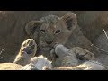 SafariLive -The Nkuhuma cubbies!