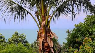 Six Senses Samui - Luxury Explorer video review(Luxury Explorer's video guide to Six Senses Samui, on Thailand's island of Koh Samui. Read our full guide to Six Senses Samui on Luxury Explorer – the world ..., 2016-02-01T13:42:36.000Z)