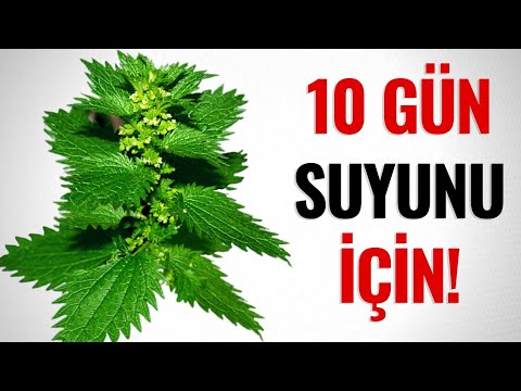 Küçələrdən Yığıb Daşıyırlar! - Gicitkanin Bilmədiyiniz İNANILMAZ FAYDASI