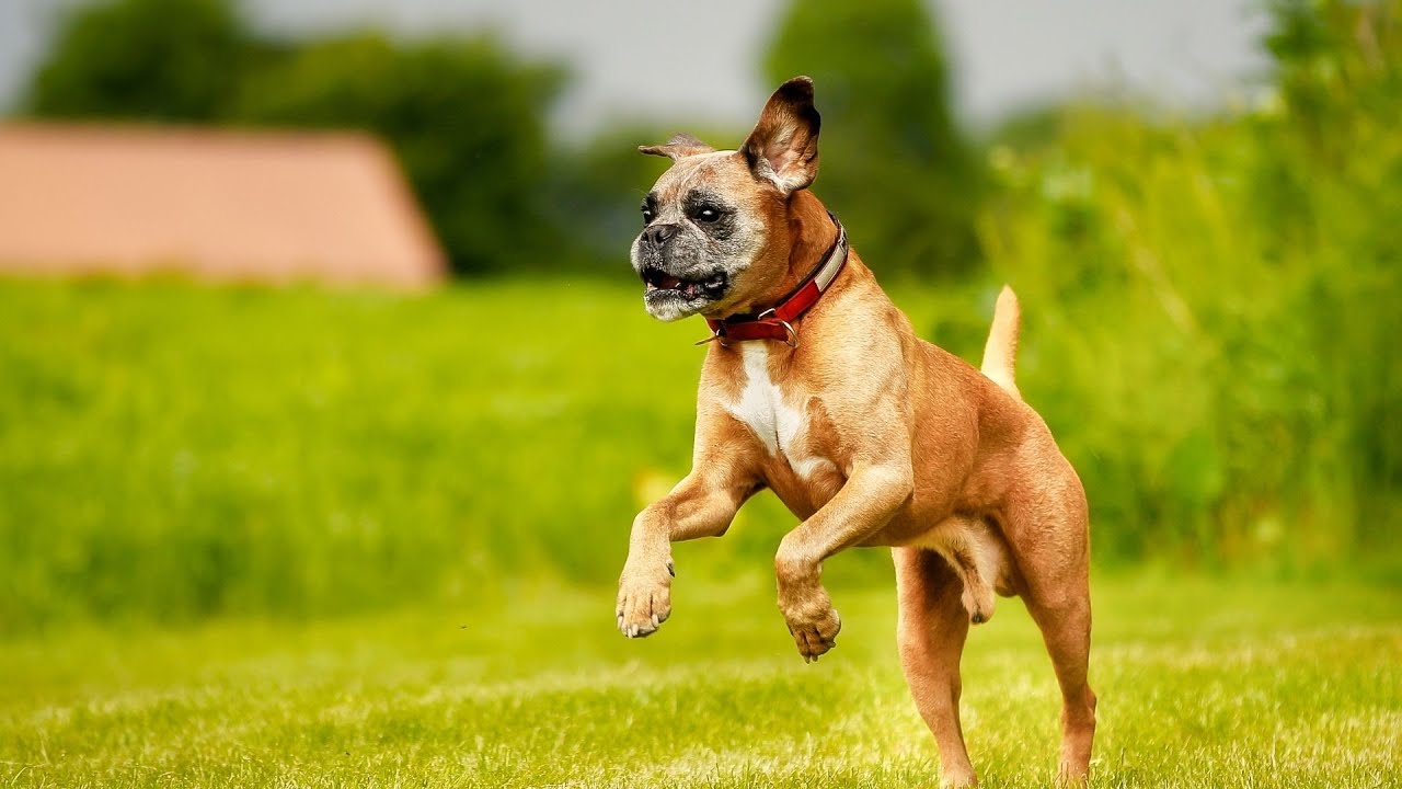 What is the Difference between American Boxers and European Boxers