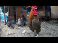 Continuous Chickens Video HD, Roosters Crowing Sounds! Cute Chickens!