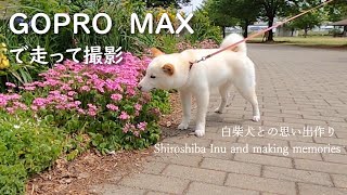 GOPRO　MAX使って公園で走る柴犬を撮ってみた