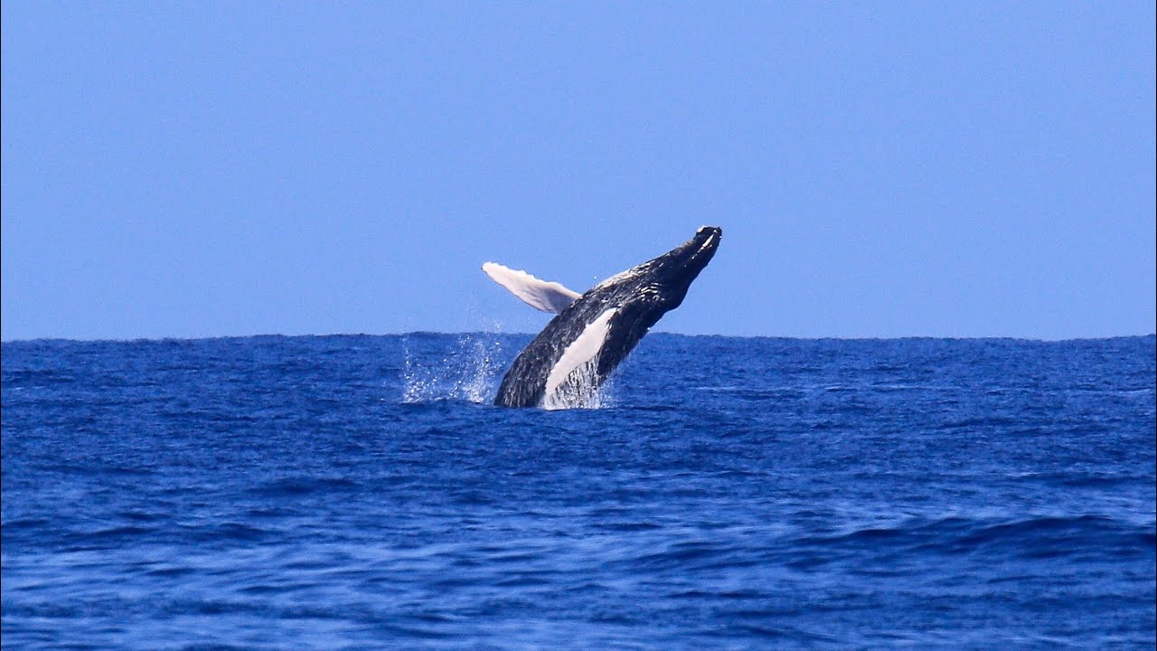 Margara Waves were chocolate 