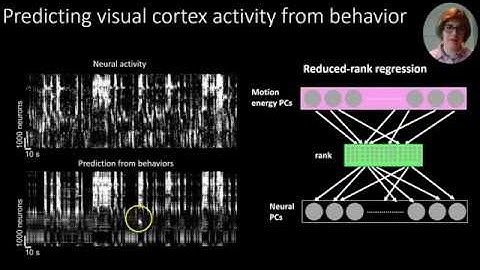 High-dimensional signal and noise in 20,000 neuron recordings - Carsen Stringer