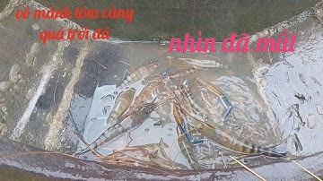 Đặt lờ tôm mùa nước nỏi cùng cha và cái kết bị người ta thăm tè le