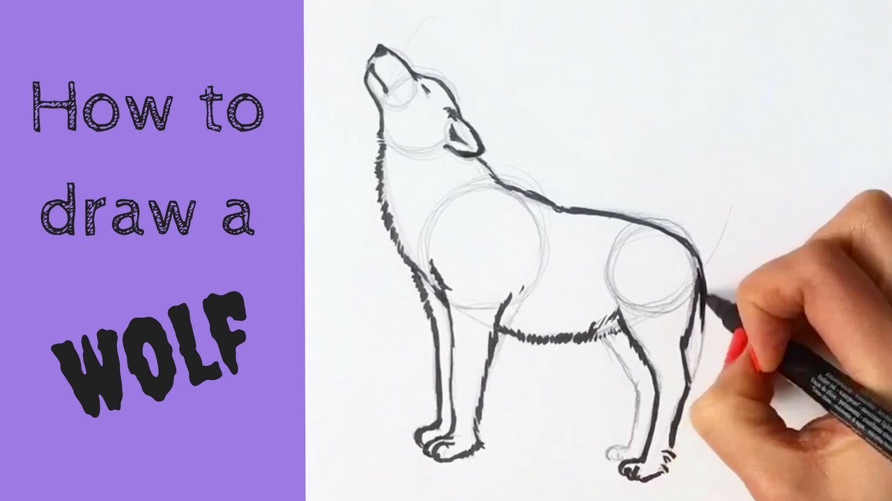 Beginners' - How To Draw A Wolf - Youtube