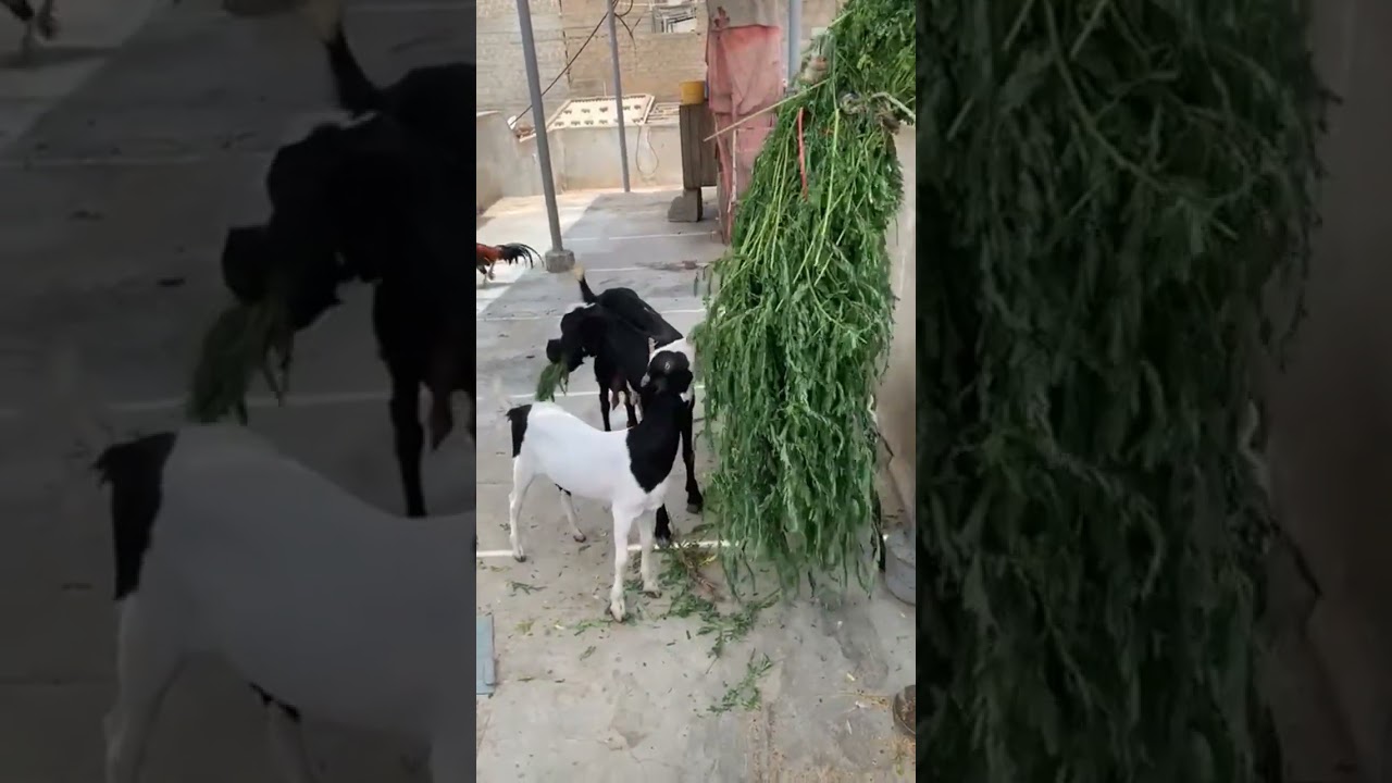 Shouq MashaAllah ❤️😍 Teddy Goats lovers ❤️‍🩹💕