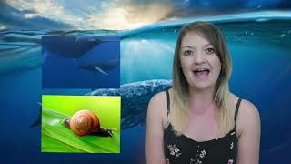 The Snail and the Whale - Auntie Hayley's Storytime