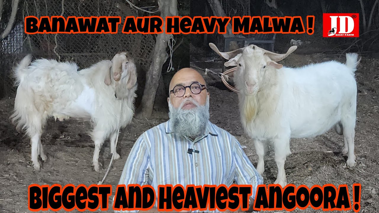 Biggest and Heaviest Angoora | Heavy weight Banawat wala Malwa | JD Goat Farm