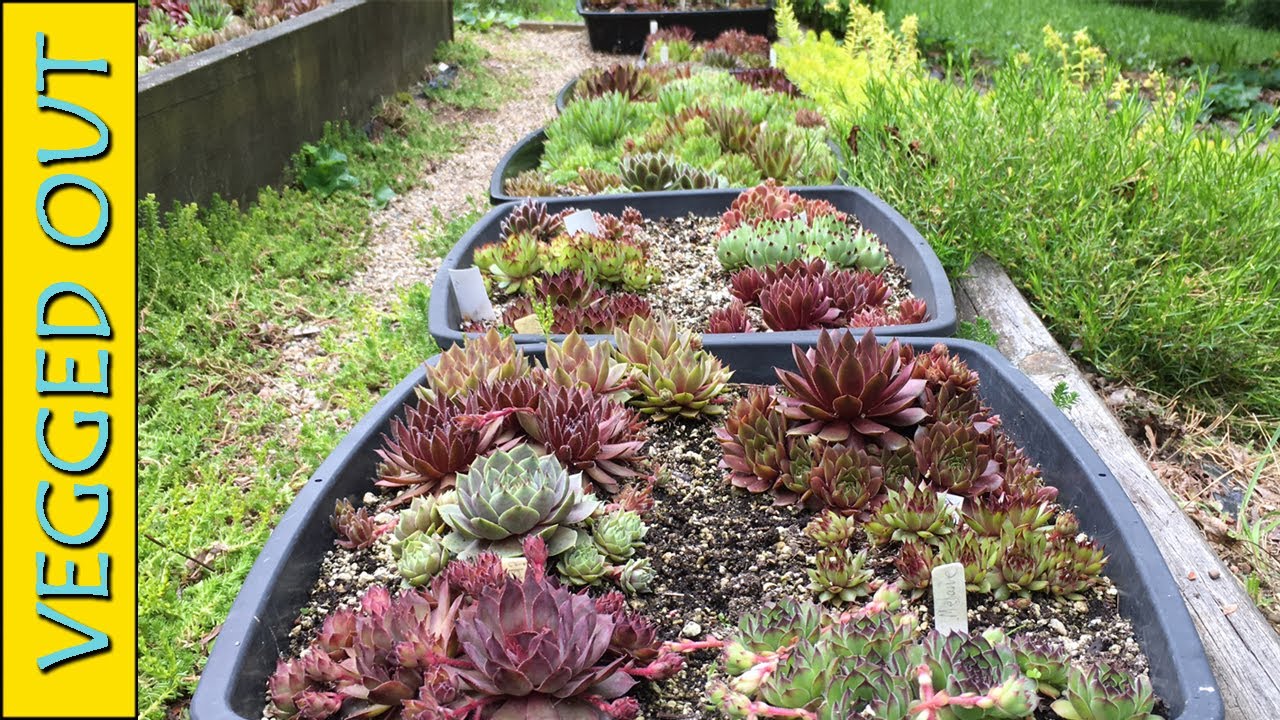 SEMPERVIVUM SUCCULENTS - 30 HENS & CHICKS VARIETIES - COLLECTION TOUR OF 