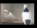 воспоминания о моих голубей