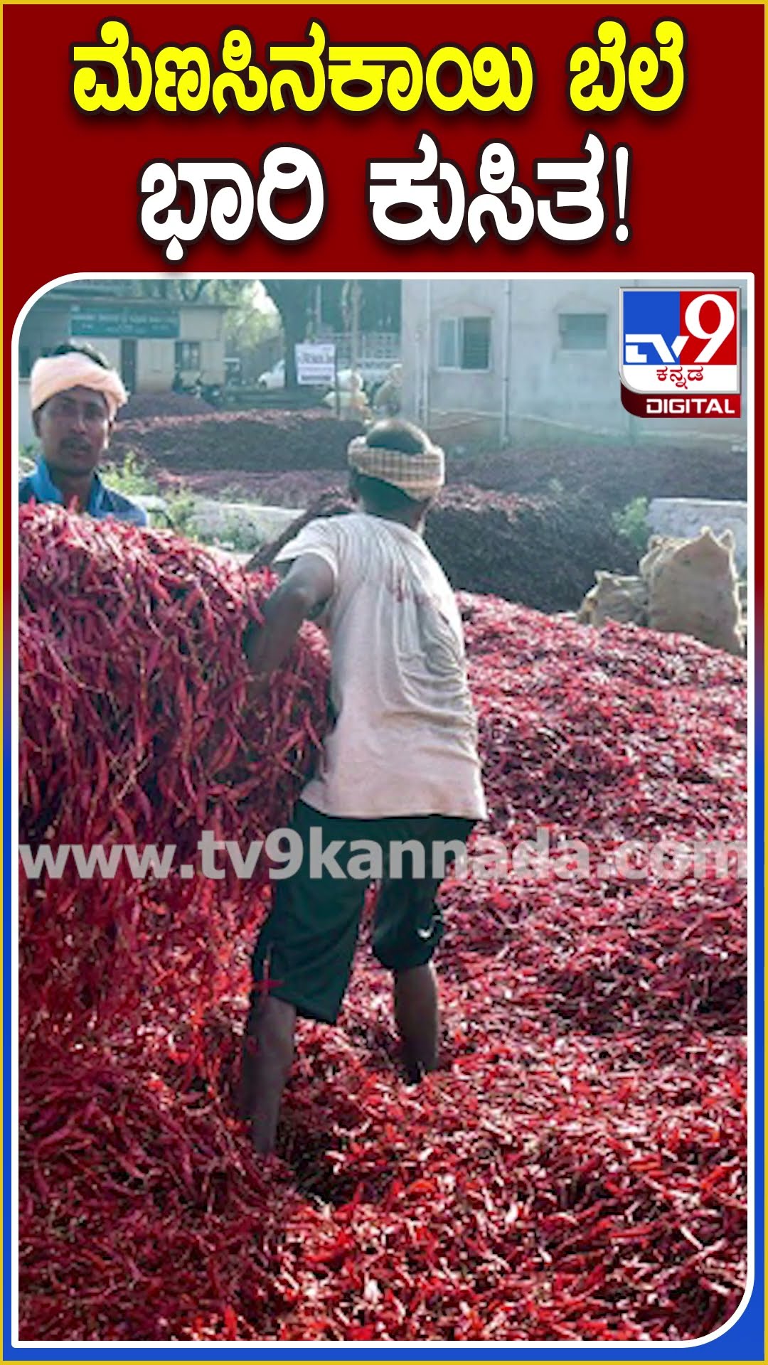 ಮೆಣಸಿನಕಾಯಿ ಬೆಲೆ ಭಾರಿ ಕುಸಿತ! #Chilipeppers #TV9D