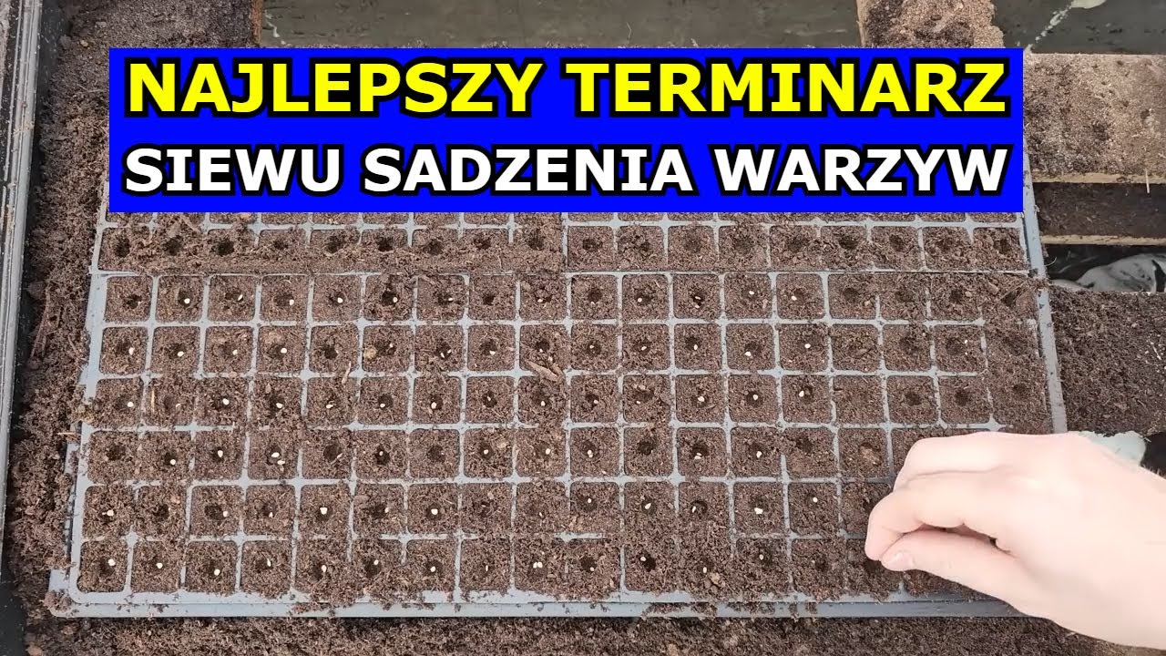 W TYM TERMINIE siej Pomidory, Paprykę, Ogórki, Seler, 64 Warzywa. Najlepszy Terminarz Siewu Sadzenia