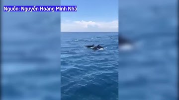 Khoảnh khắc 200 con cá heo ‘nhảy múa’ ở biển Phú Yên