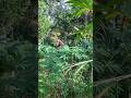 Mikat burung sogon yang lepas #burung #kicaumania #mikatburung
