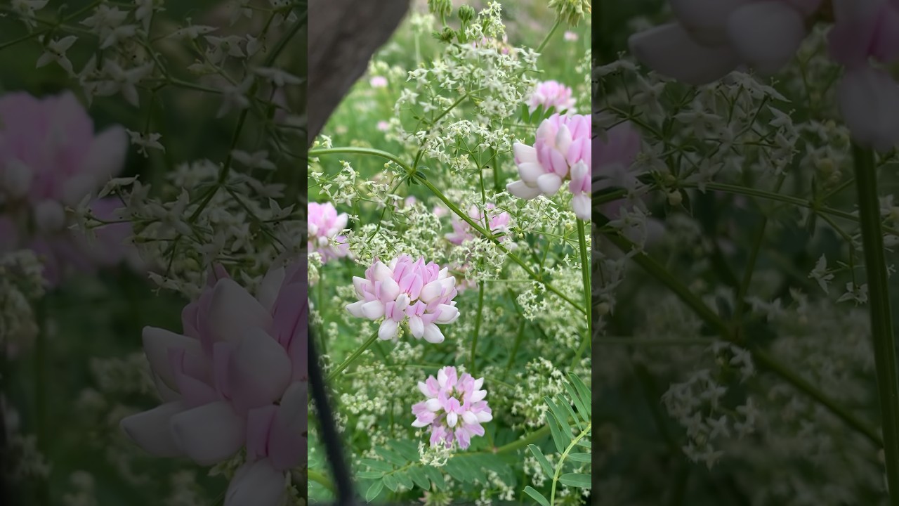 Crown vetch and Cleavers 