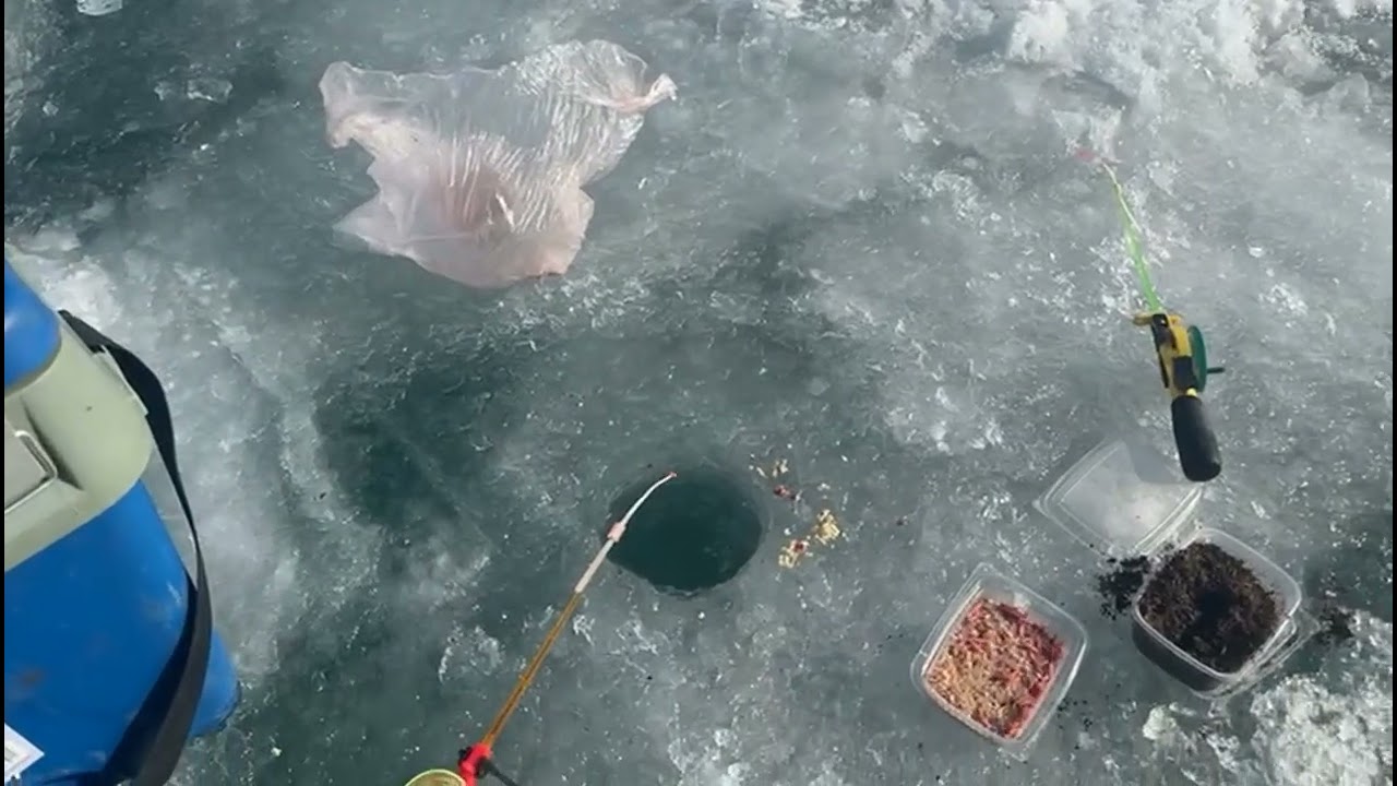 Городской пляж . Капчагай . Рыбалка . Клев нормальный . Есть лещ и судак . 31.01.2026.
