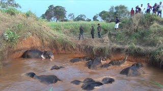 Humanity still exists! Drowning elephant mother and baby saved with a collaborative effort