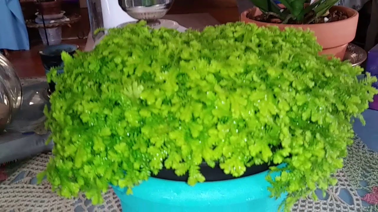 Golden Moss plant YouTube