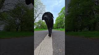 Walking the line - ​#BlackLabrador #LabradorRetriever #DogWalking #Carlisle #Cumbria #DogVlog