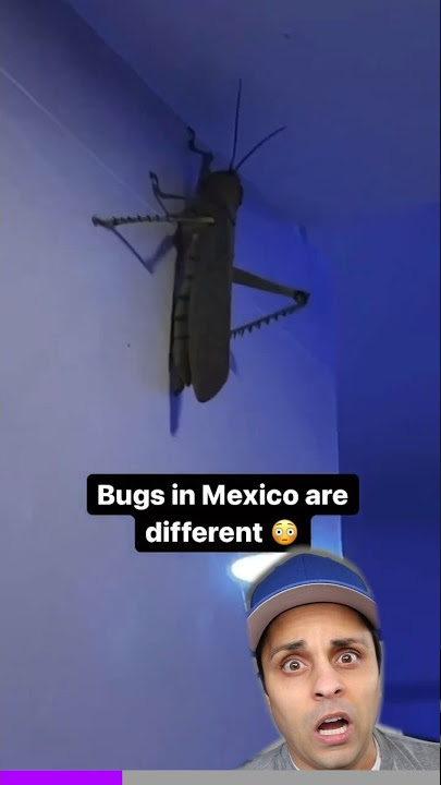 You won’t believe this giant Mexican bug