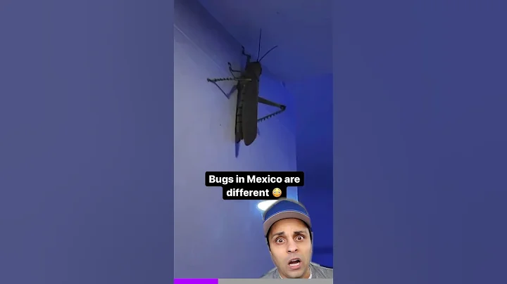 You won’t believe this giant Mexican bug - DayDayNews